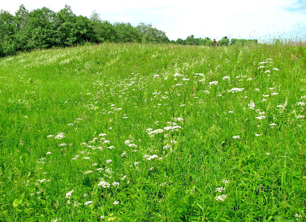 Корожечна у Большого Ильинского, image of landscape/habitat.