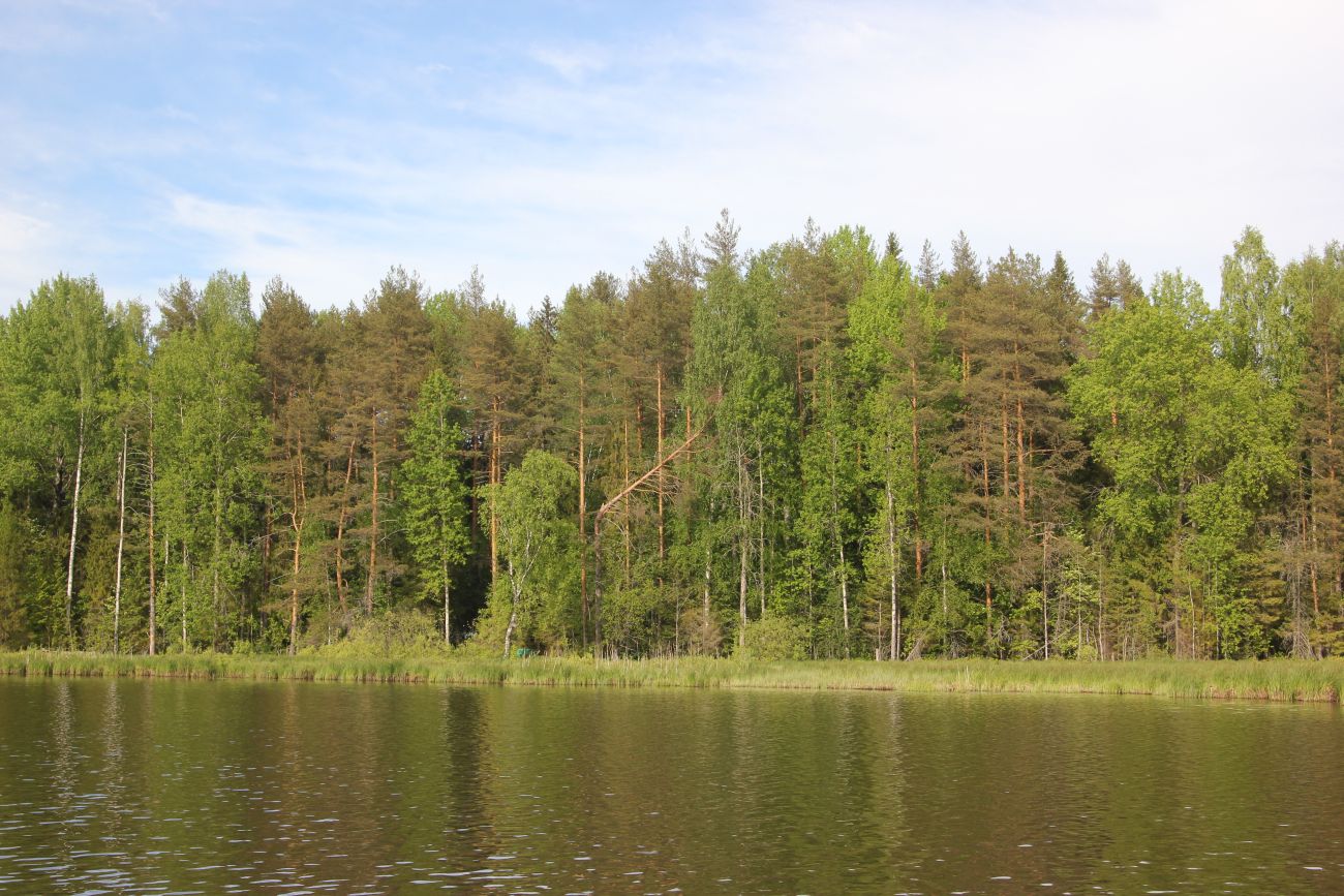 Окрестности Зеркального озера, image of landscape/habitat.