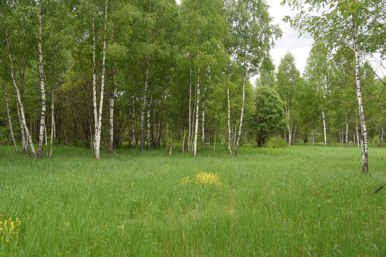 Окрестности деревни Мальцево, image of landscape/habitat.