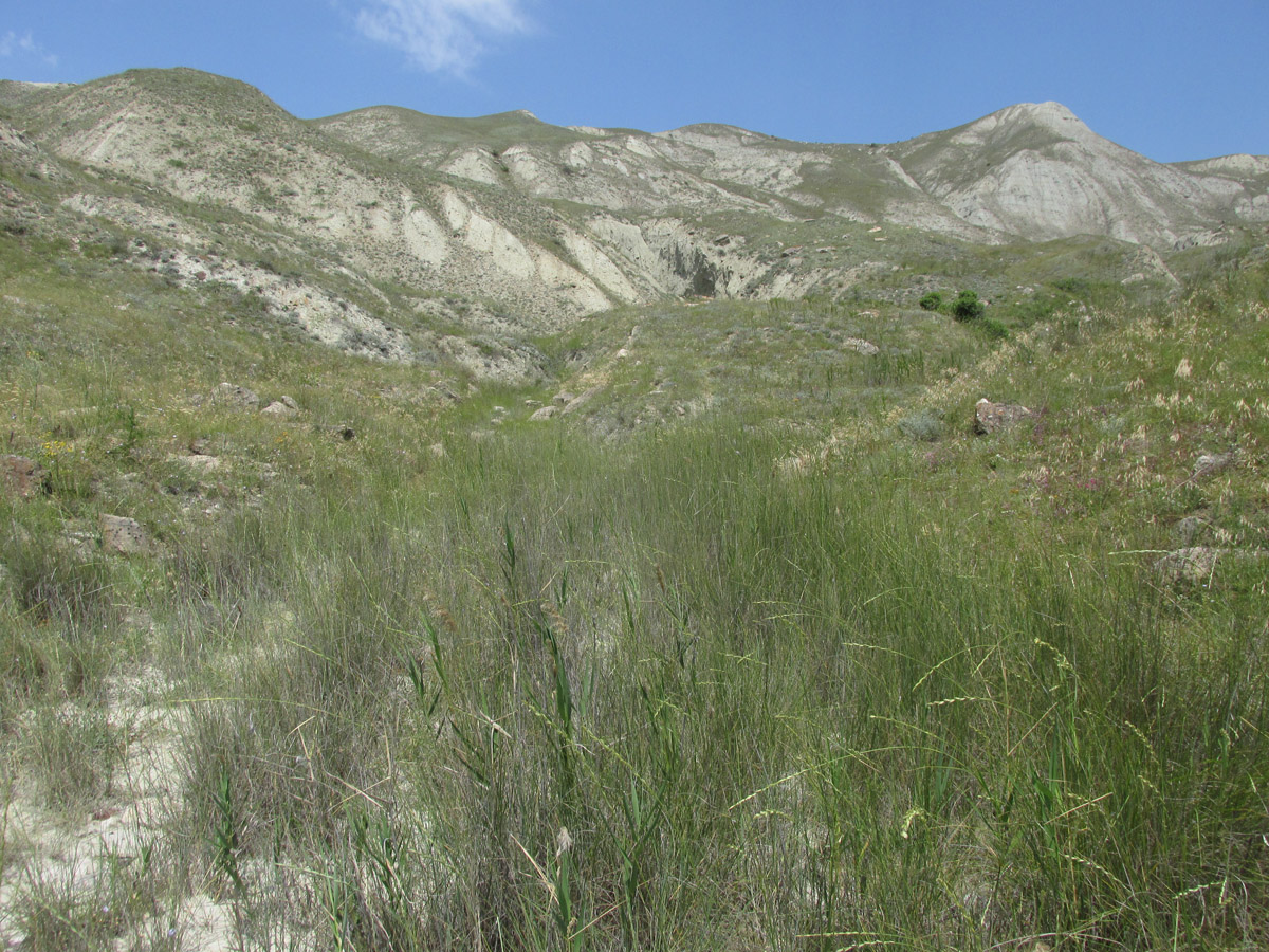 Тепе-Оба, image of landscape/habitat.