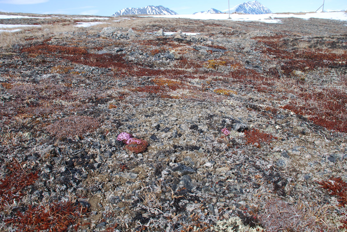 Бухта Провидения, image of landscape/habitat.
