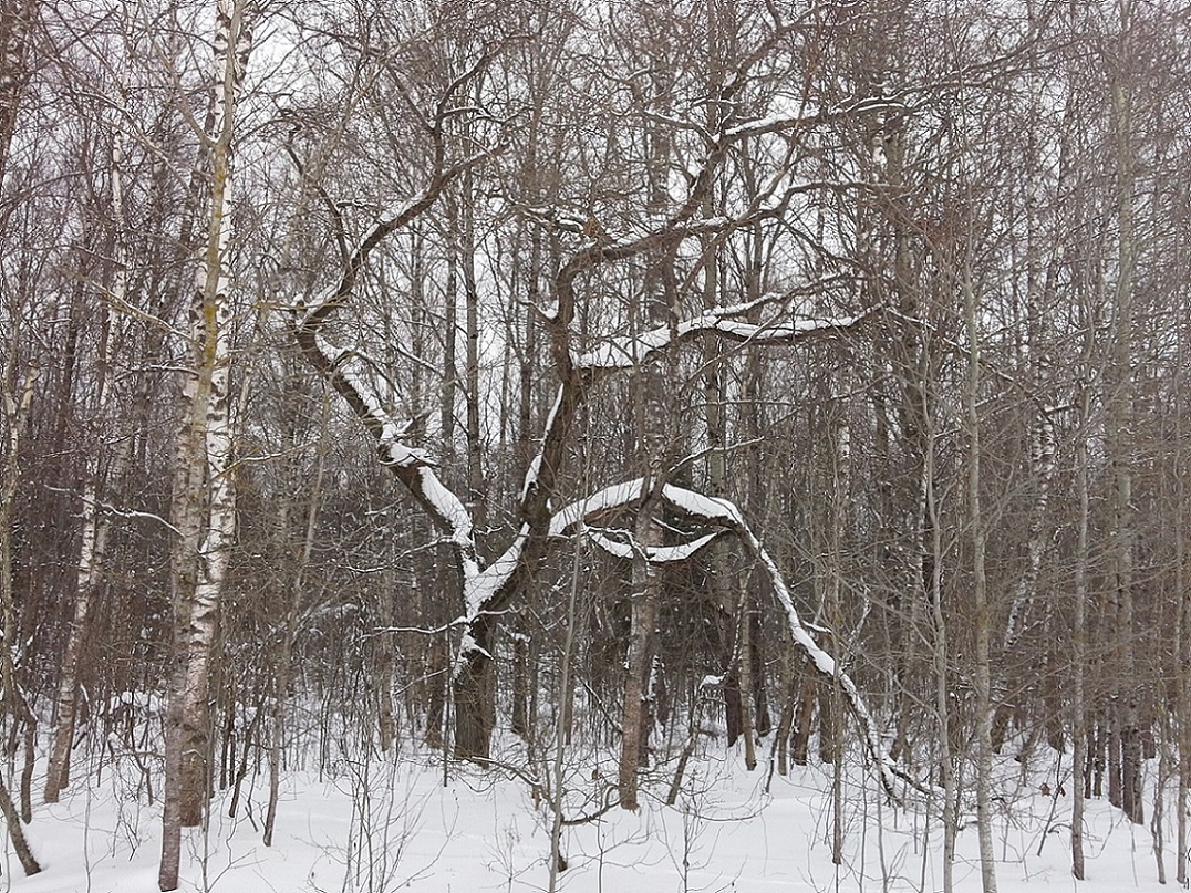 Окрестности деревни Чёлохово, изображение ландшафта.