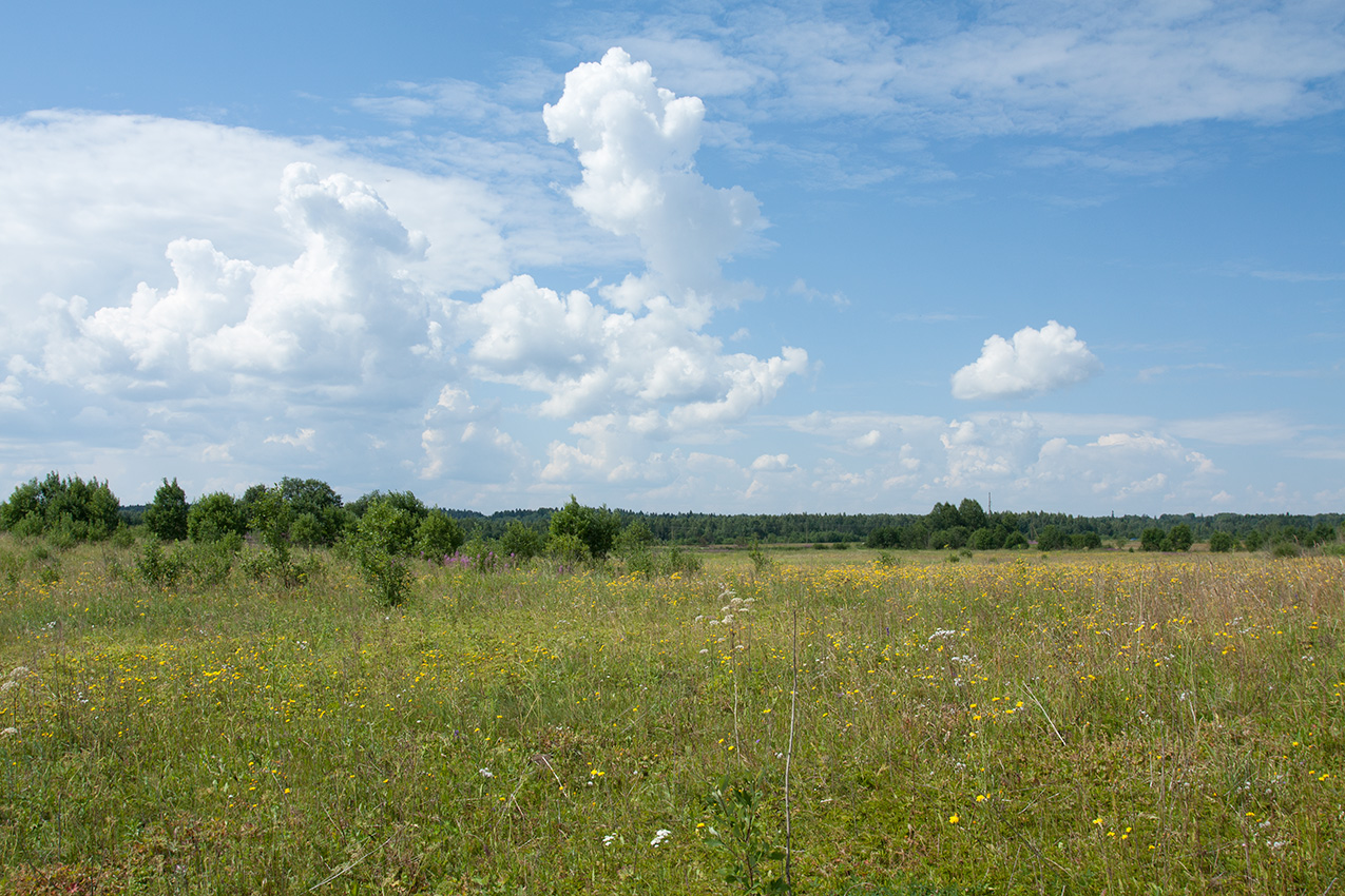 Окрестности Замостья, image of landscape/habitat.