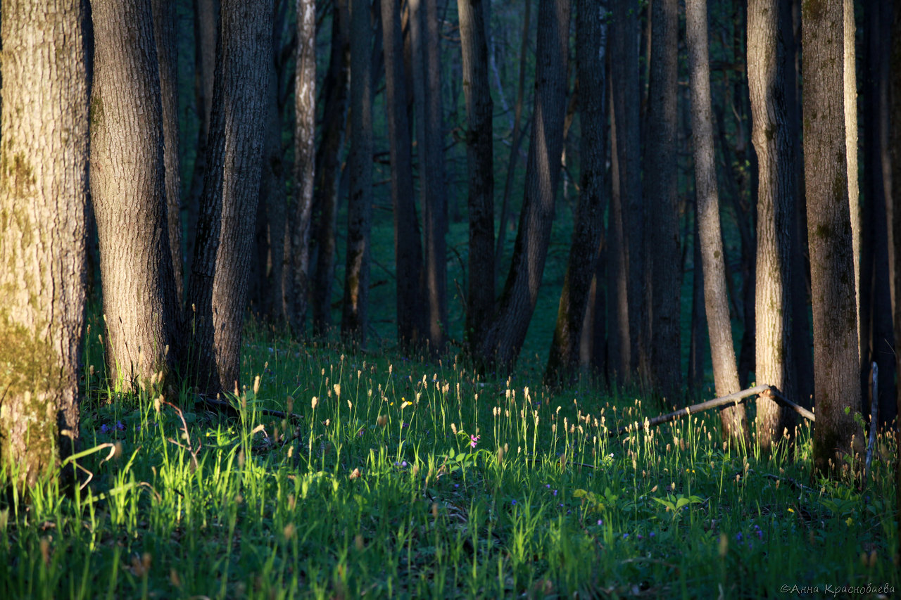 Дубна и окрестности, image of landscape/habitat.