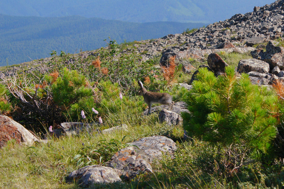 Борус, image of landscape/habitat.