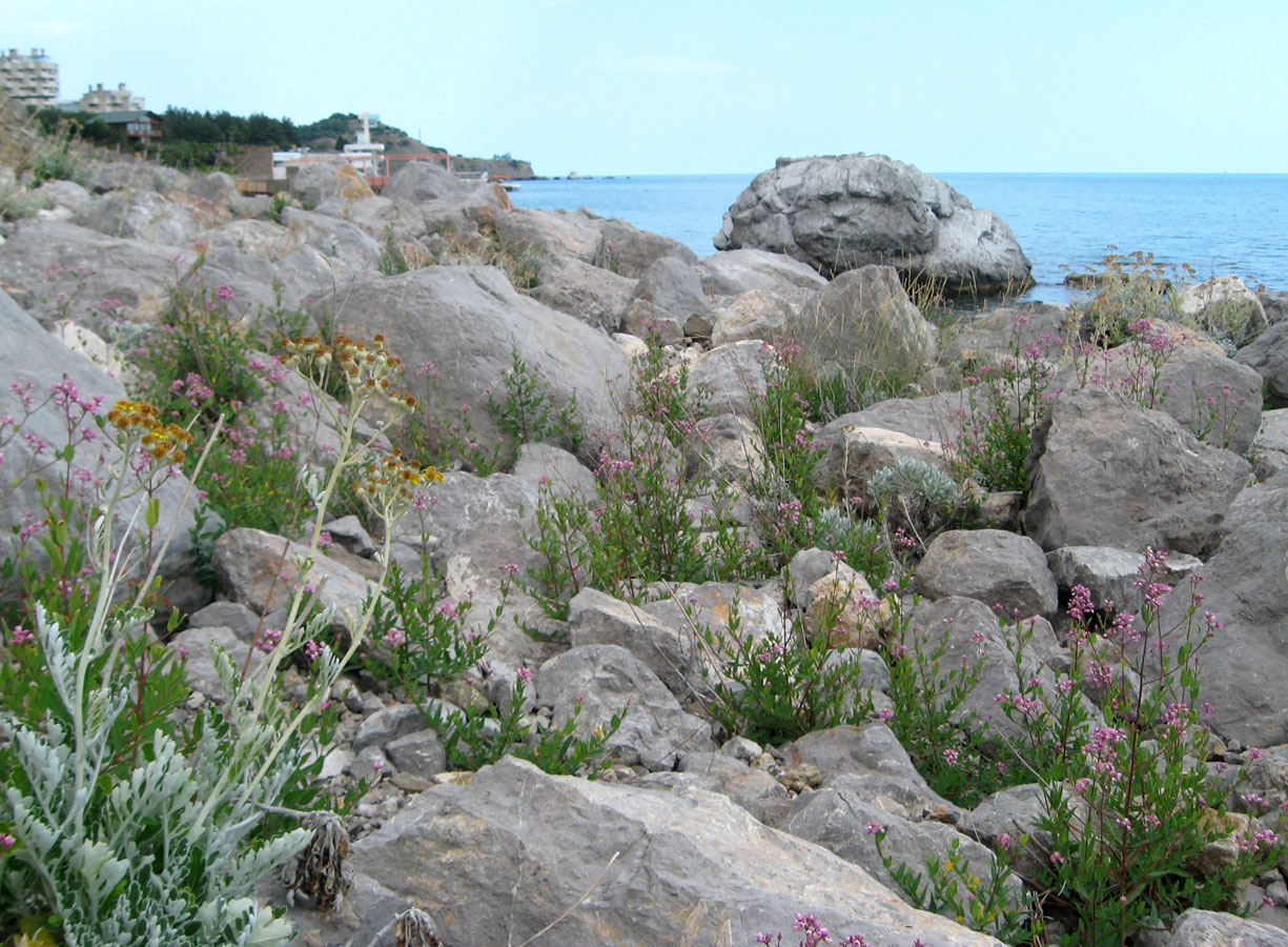 Окрестности Кацивели, image of landscape/habitat.