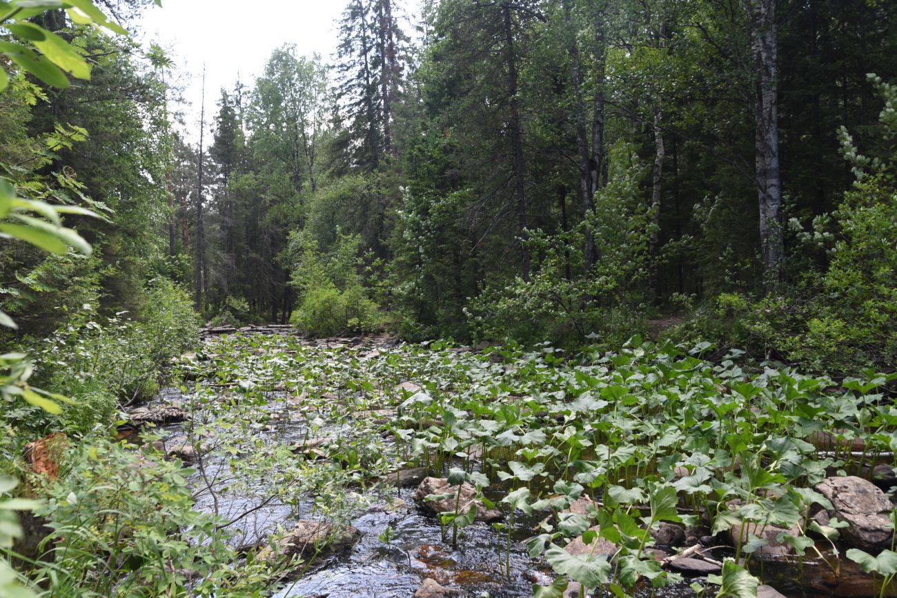 Железный мост, image of landscape/habitat.