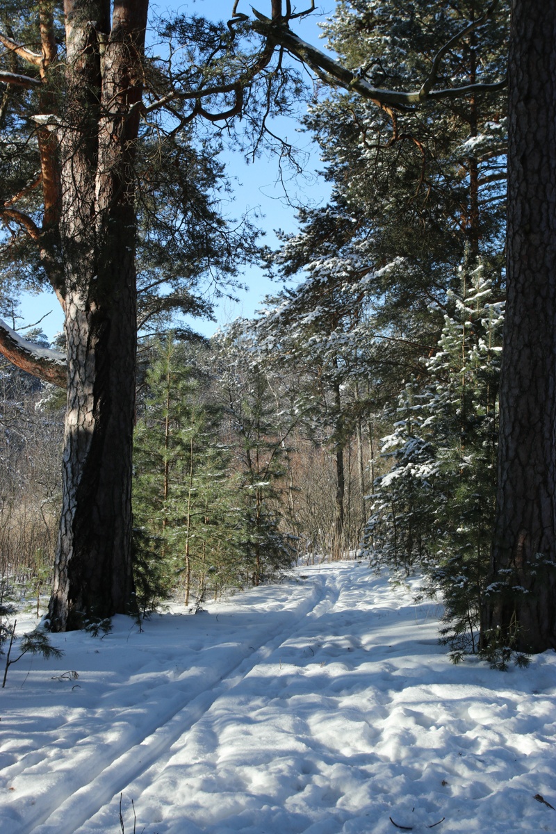 Большая Ижора, image of landscape/habitat.