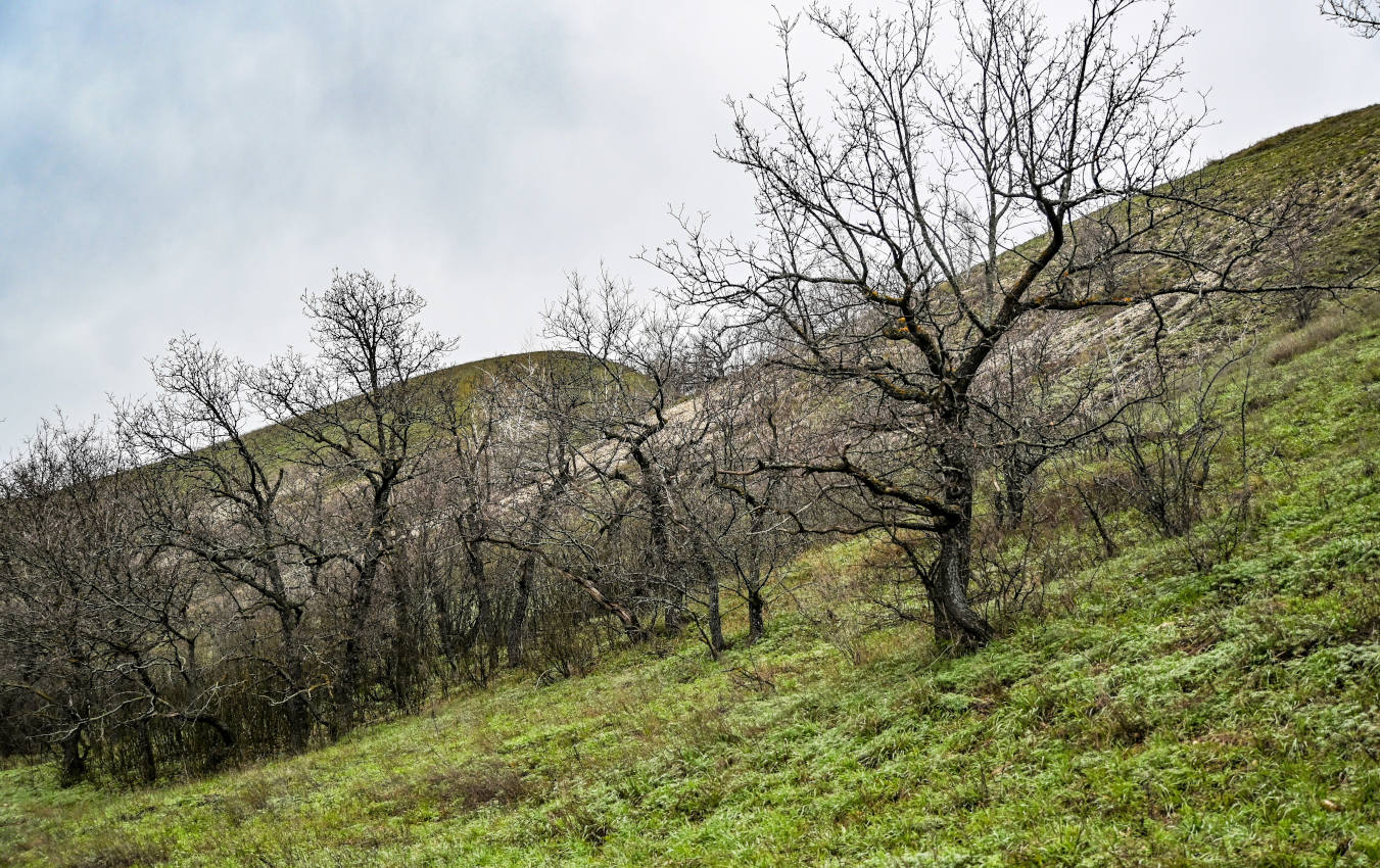 Природный парк "Щербаковский", image of landscape/habitat.