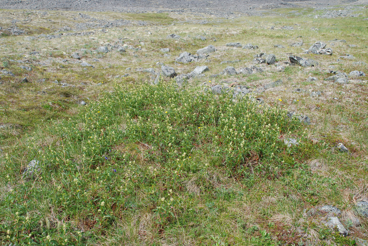 Бухта Провидения, image of landscape/habitat.