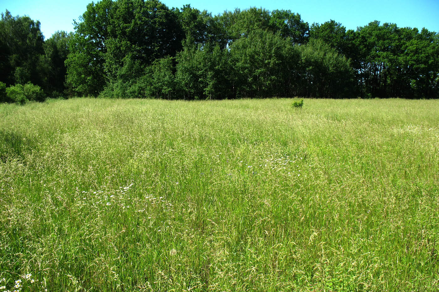 Приокско-Террасный заповедник, image of landscape/habitat.