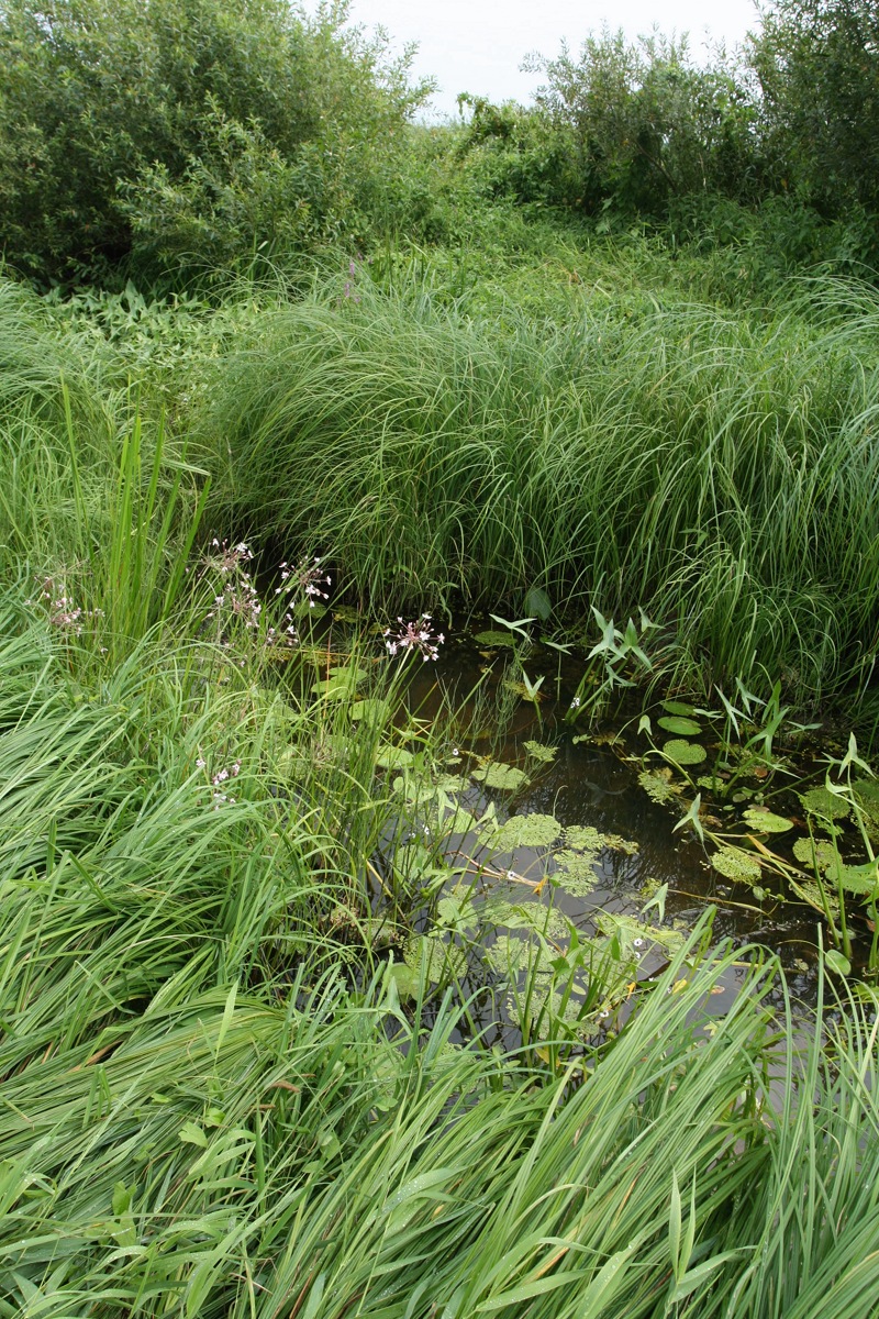 Филатова Гора, image of landscape/habitat.