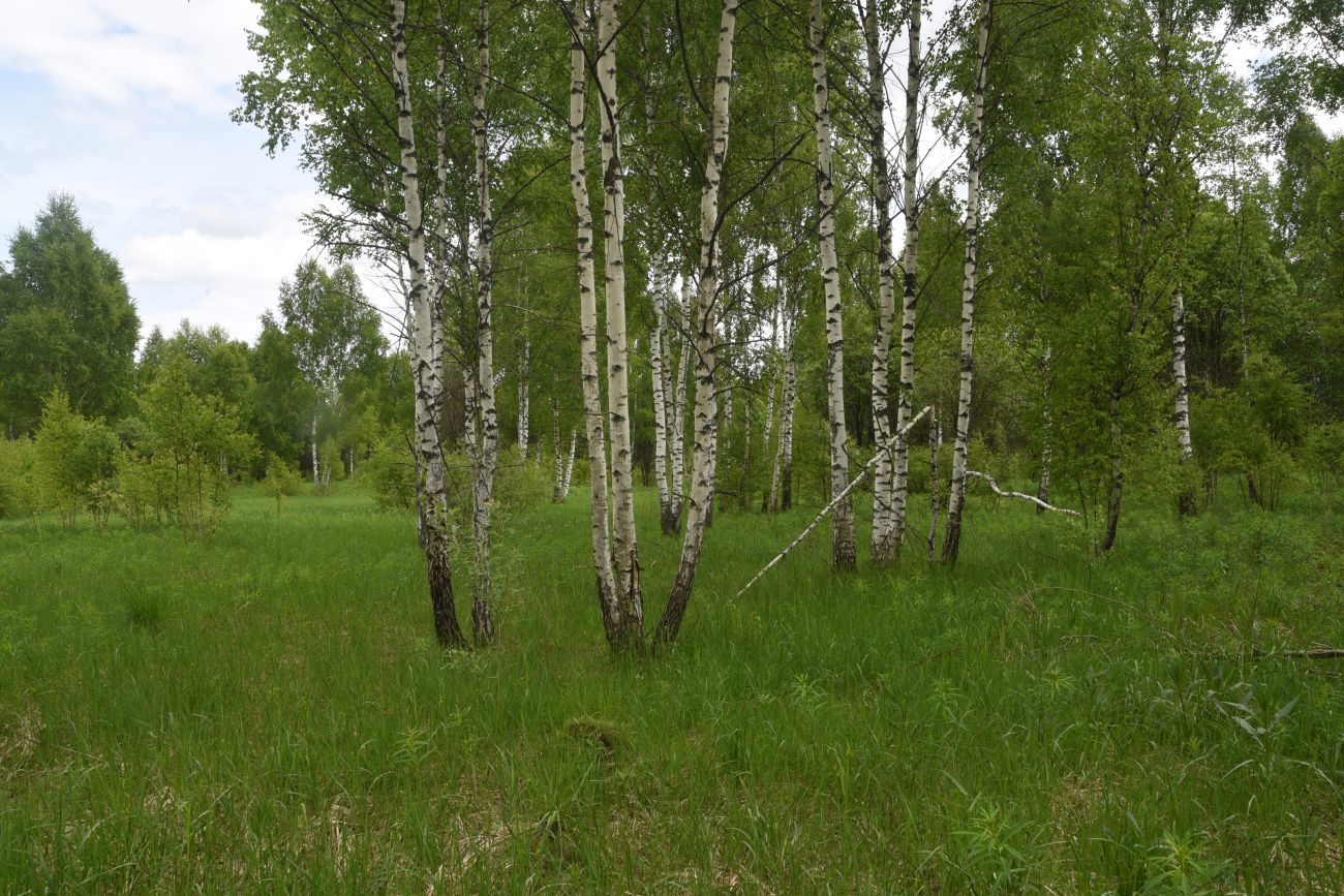 Окрестности деревни Мальцево, image of landscape/habitat.