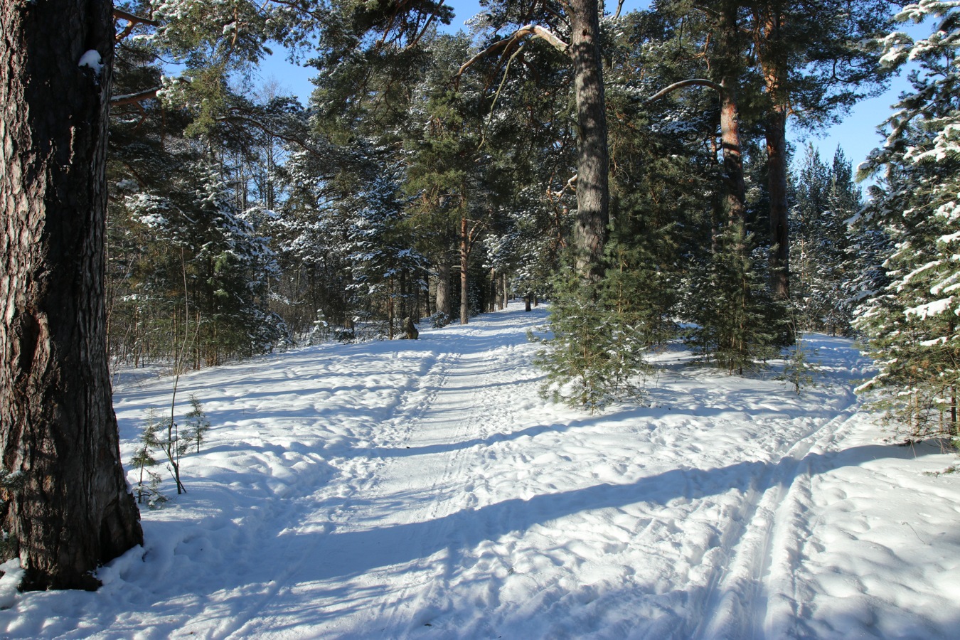 Большая Ижора, image of landscape/habitat.