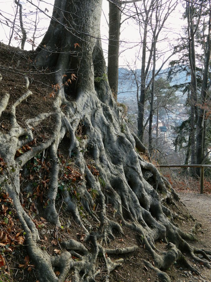 Бад-Тёльц, image of landscape/habitat.