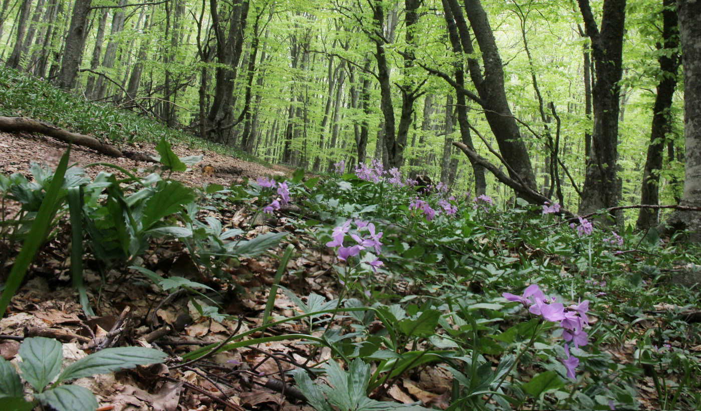 Чатырдаг, image of landscape/habitat.