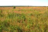 Image of landscape
