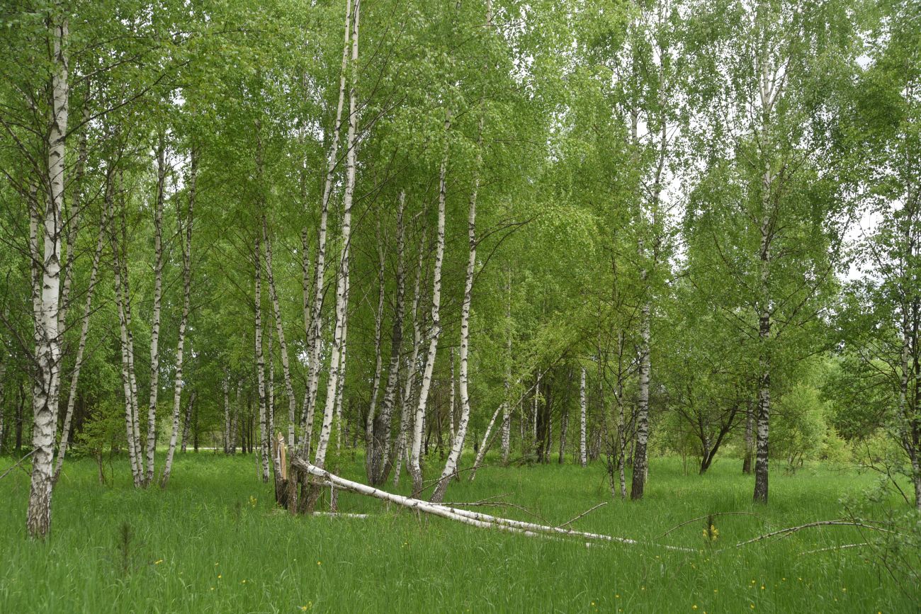 Окрестности деревни Мальцево, image of landscape/habitat.