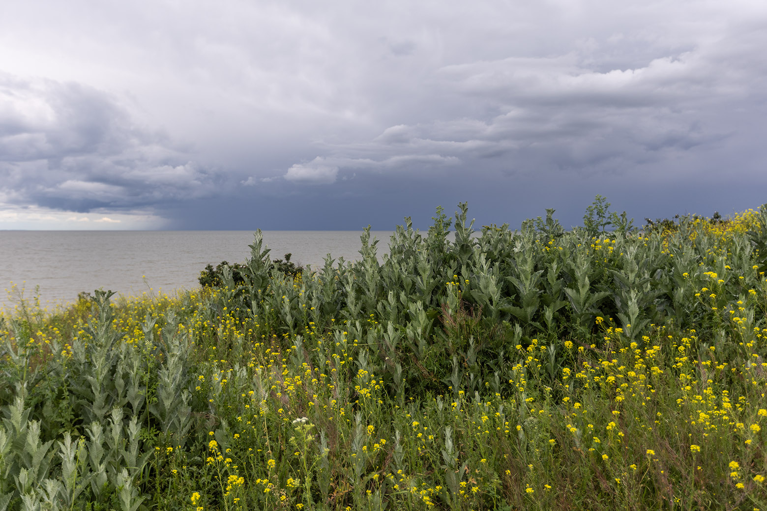 Мержаново, image of landscape/habitat.