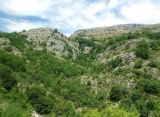 Image of landscape