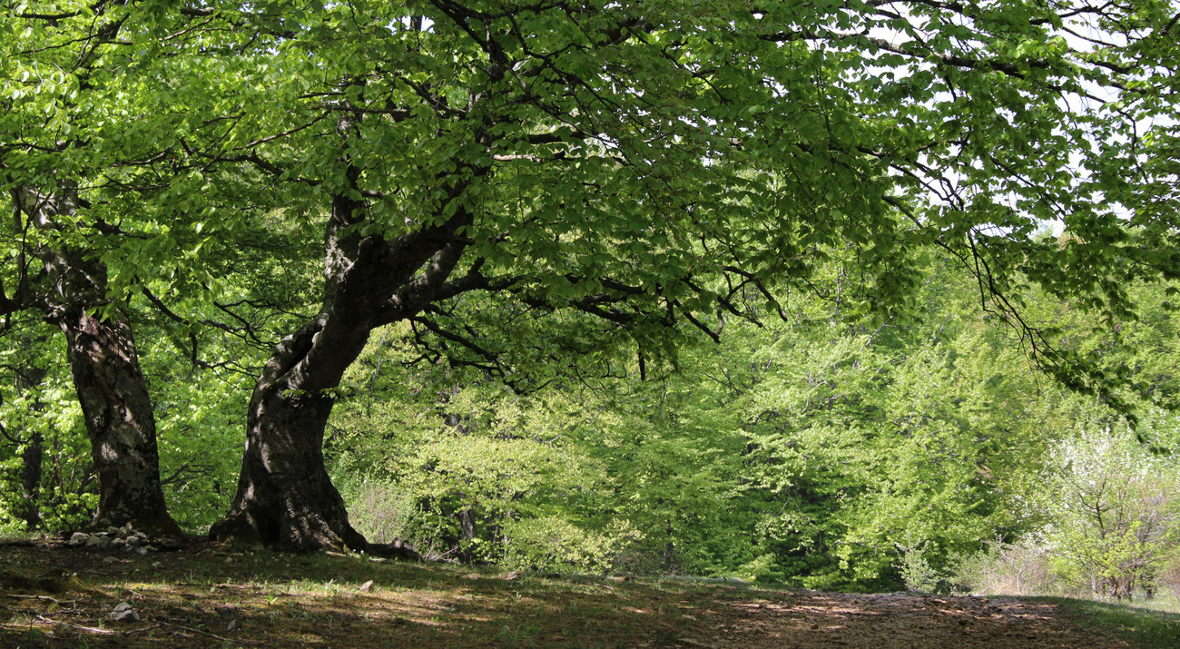 Чатырдаг, image of landscape/habitat.