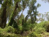 Kakadu, image of landscape/habitat.