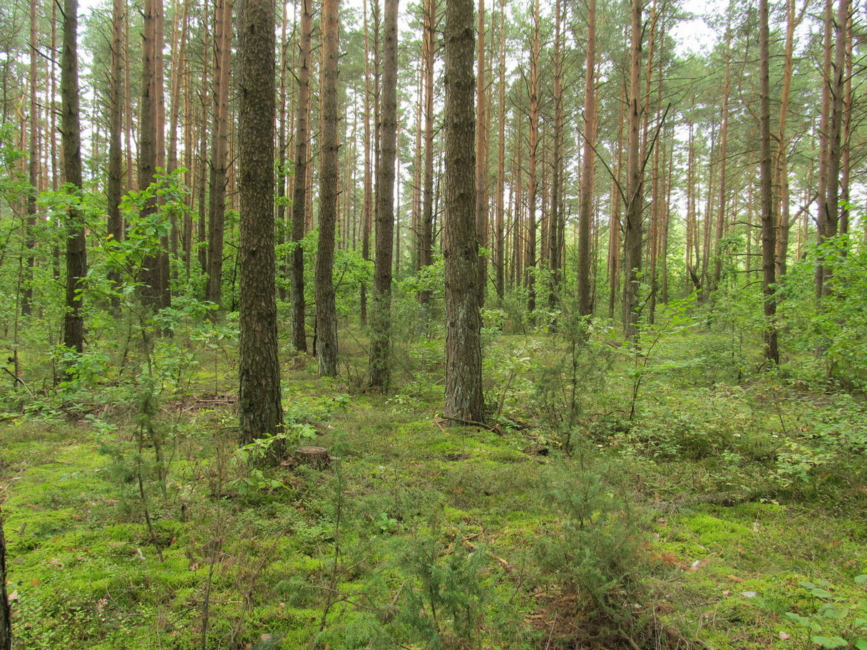 Урочище Пасека, image of landscape/habitat.