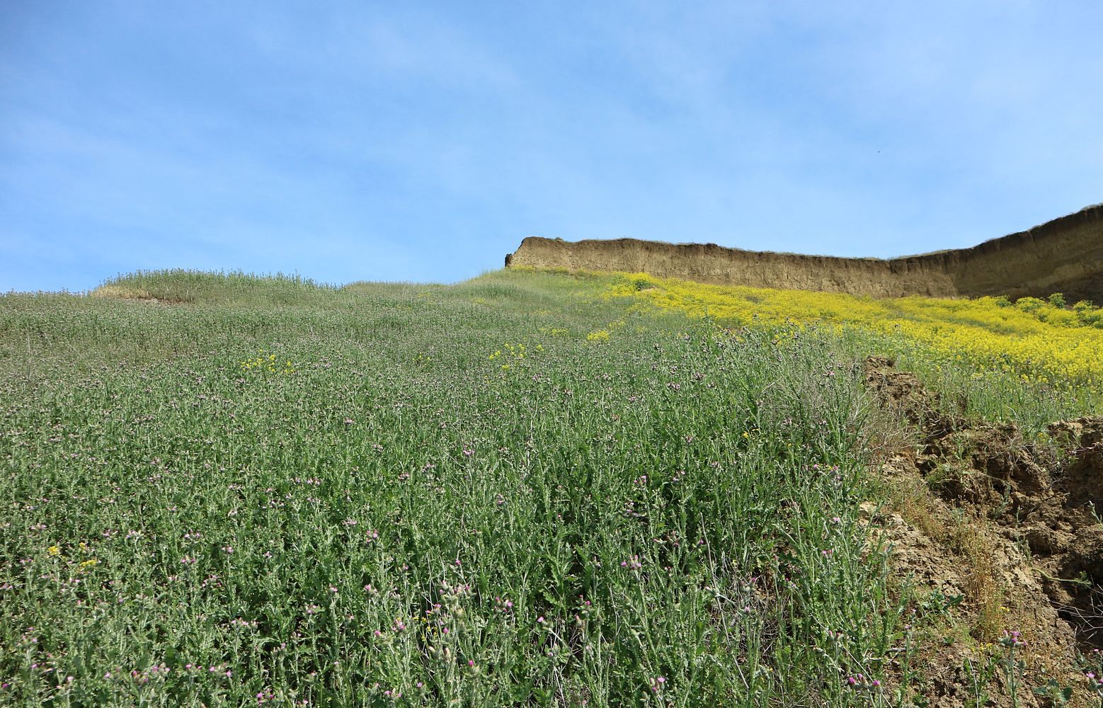 Железный Рог, image of landscape/habitat.