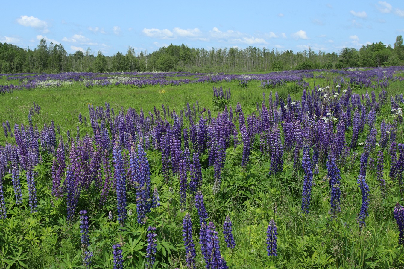 Окрестности Косенково, изображение ландшафта.