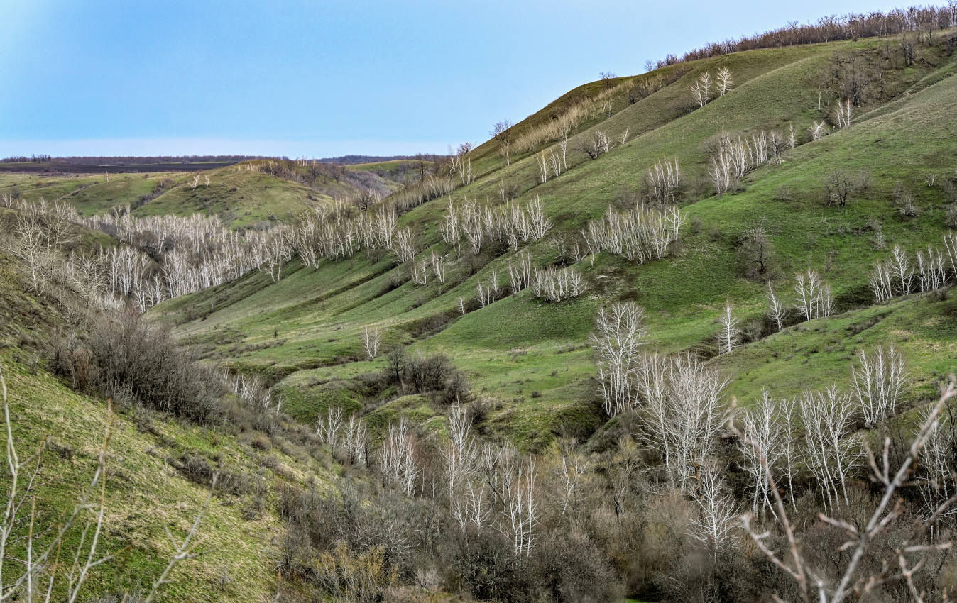 Природный парк "Щербаковский", image of landscape/habitat.