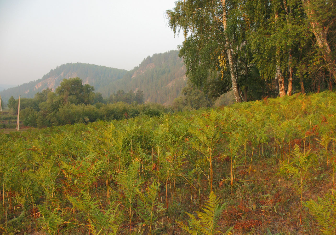 Река Белая, image of landscape/habitat.