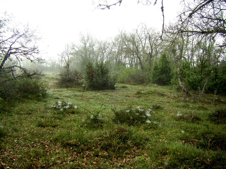 Арратия, image of landscape/habitat.