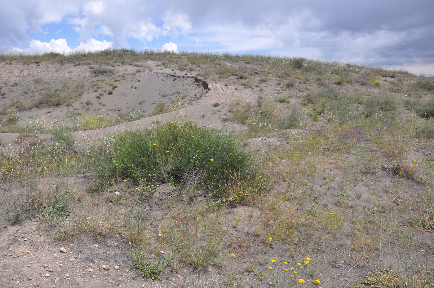 Гораванские пески, image of landscape/habitat.