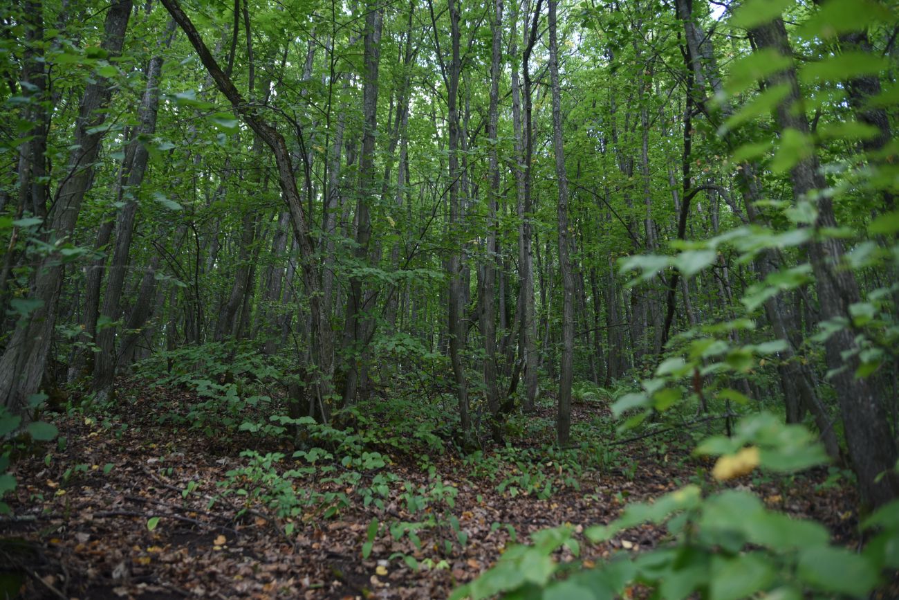 Осиновский лес, image of landscape/habitat.