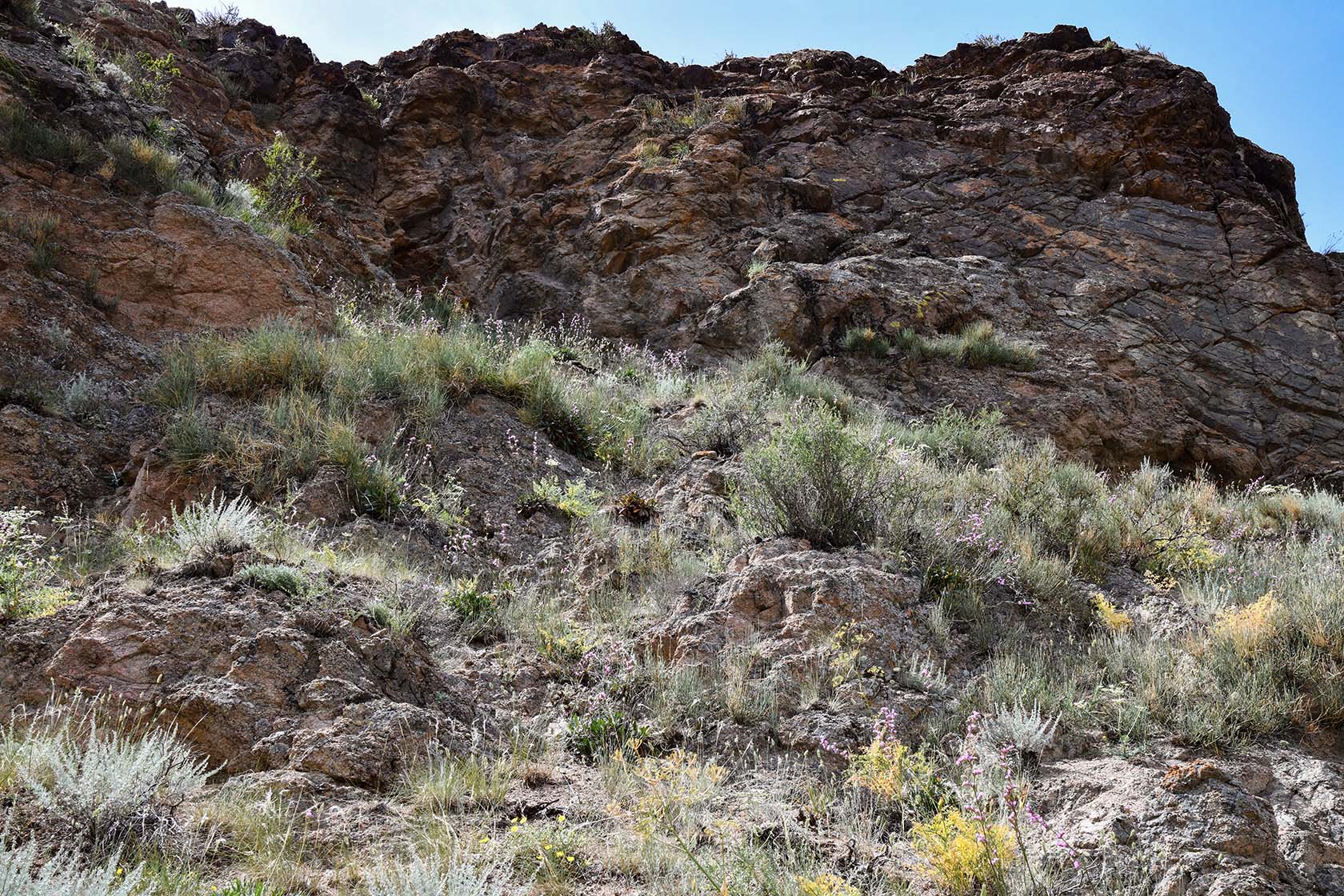 Чарын, image of landscape/habitat.