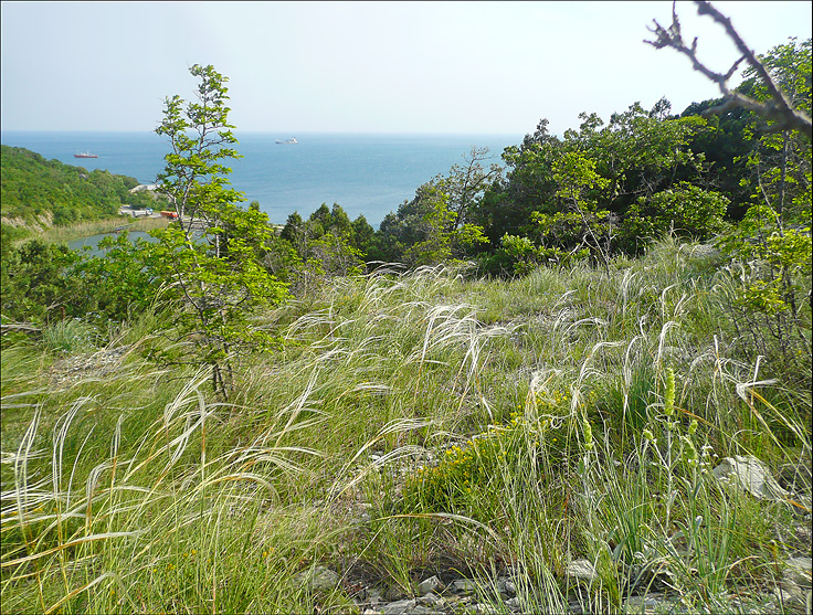 Окрестности мыса Шесхарис, image of landscape/habitat.