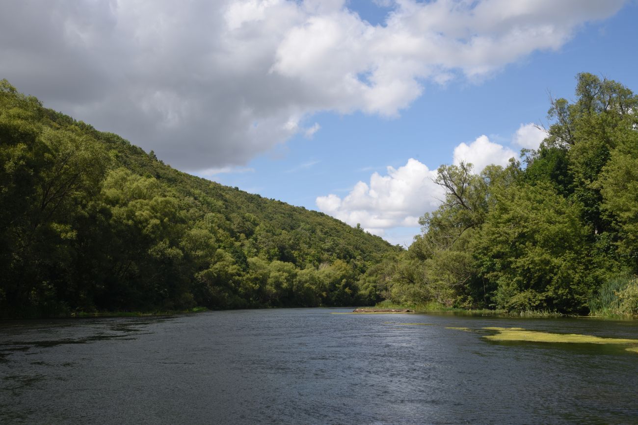 Осиновский лес, image of landscape/habitat.