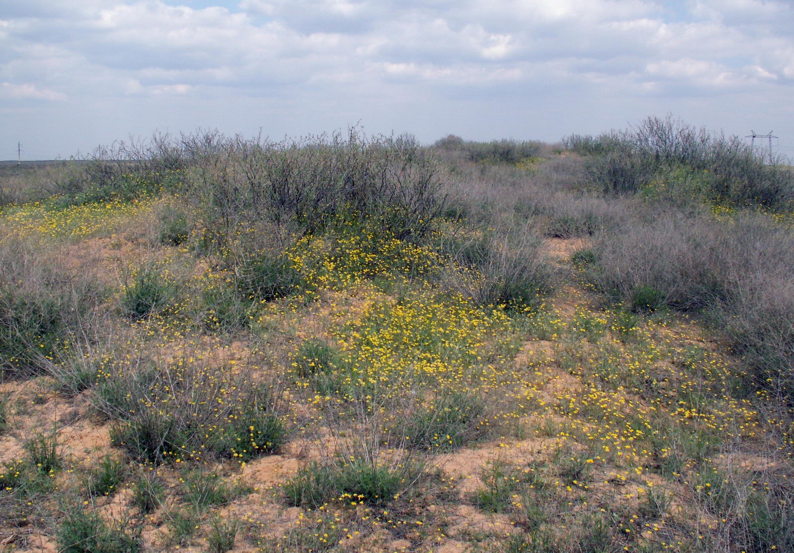 Пески в окрестностях п. Досанг, image of landscape/habitat.