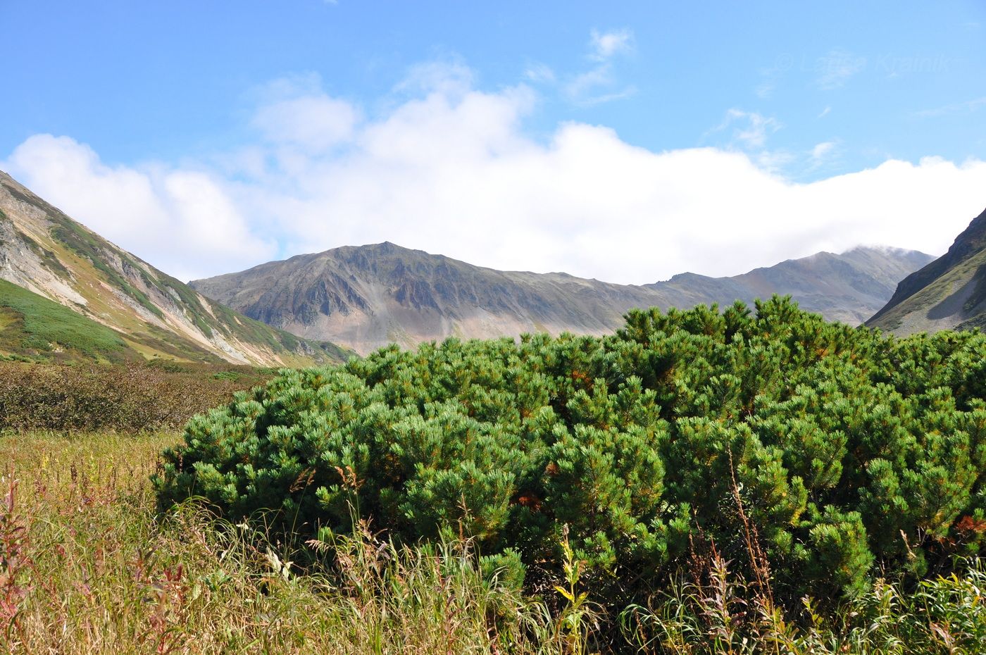 Гора Летняя Поперечная, image of landscape/habitat.