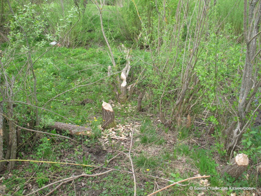 Река Чемеровка, image of landscape/habitat.