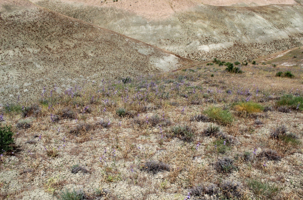 Маргыз, image of landscape/habitat.