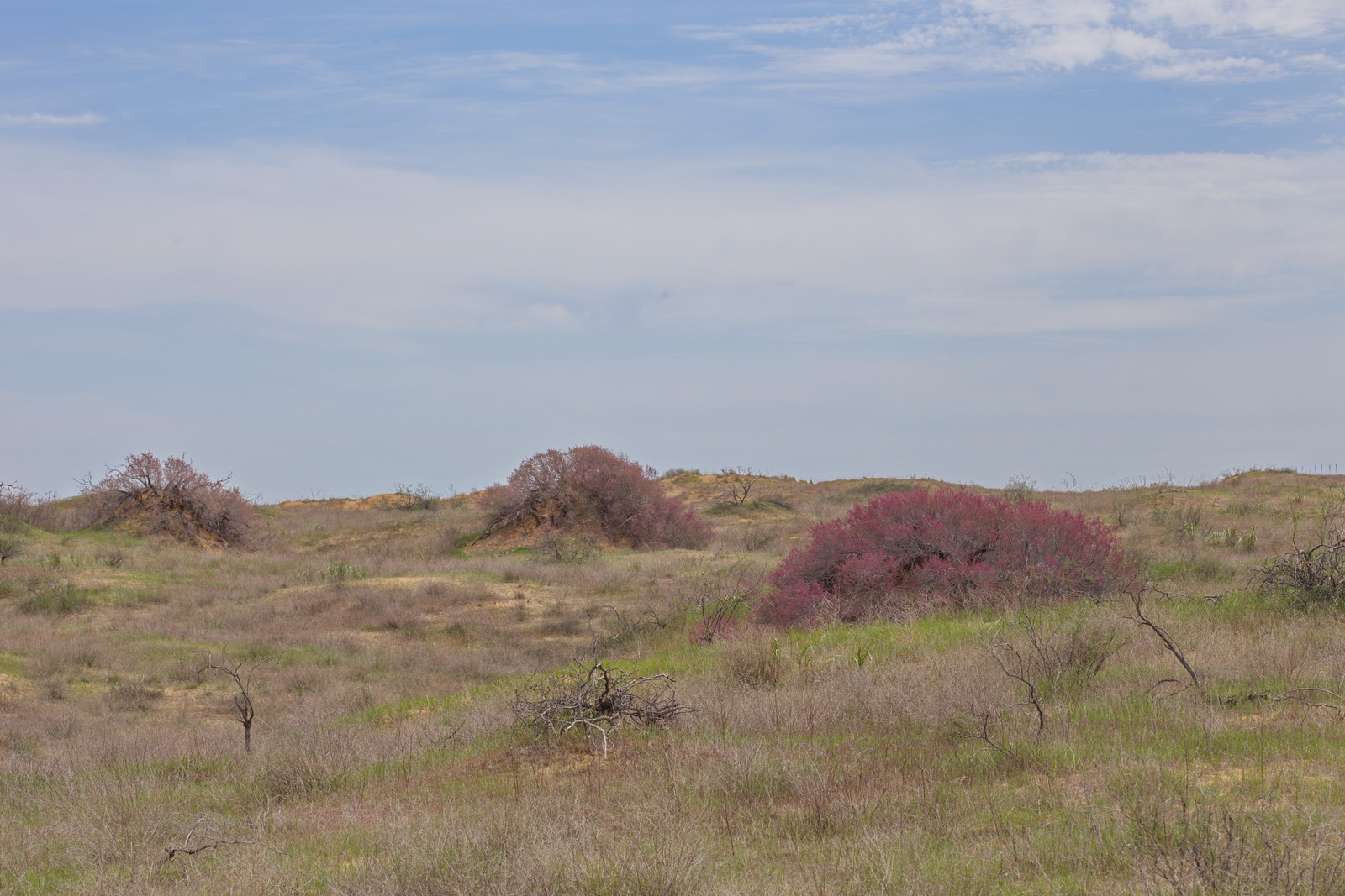 Пески в окрестностях п. Досанг, image of landscape/habitat.