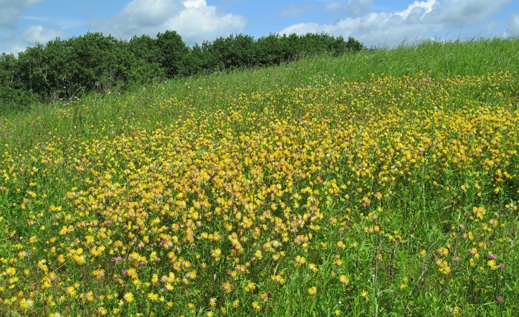 Смоленск, image of landscape/habitat.