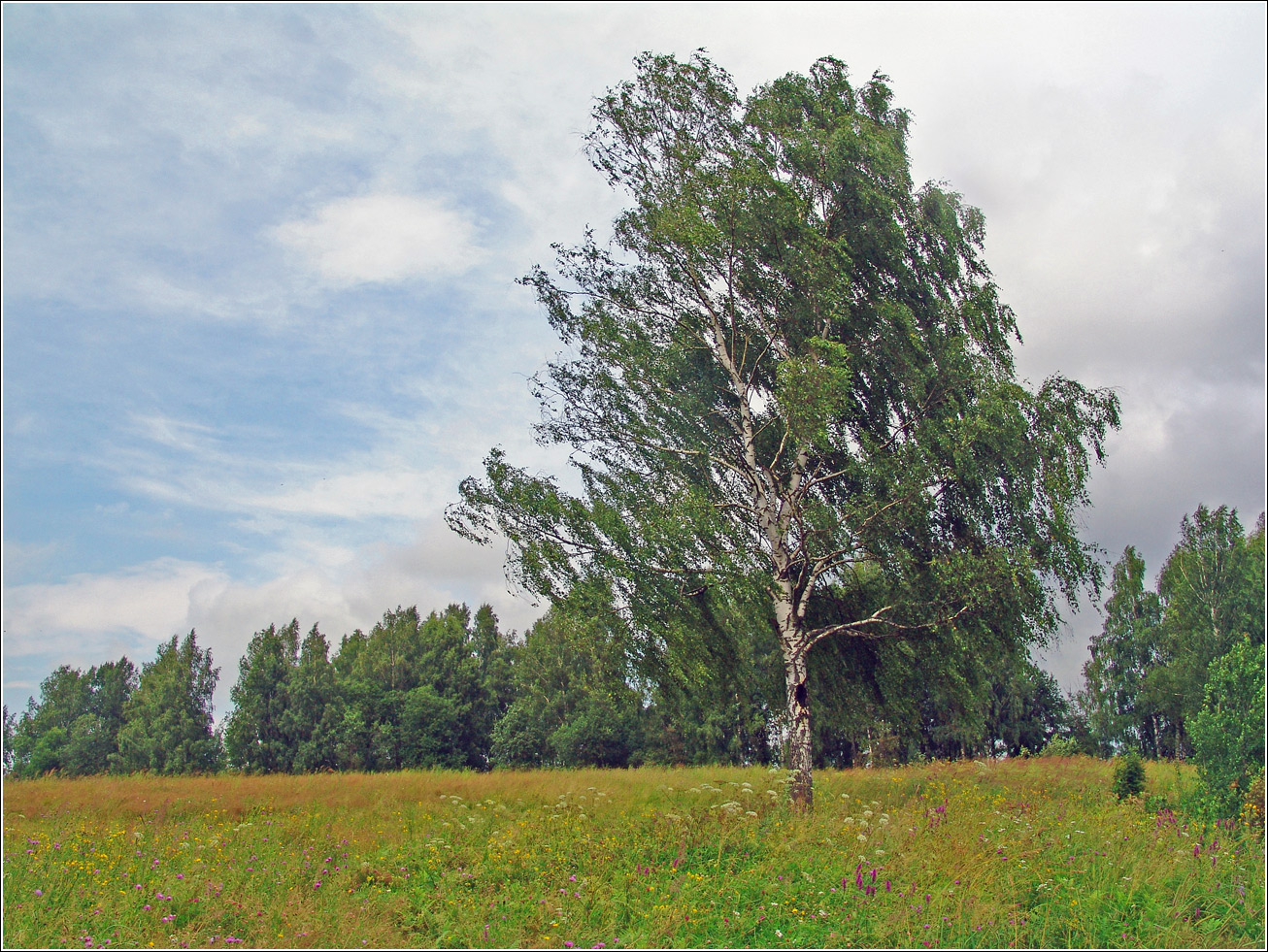 Вазуза, image of landscape/habitat.