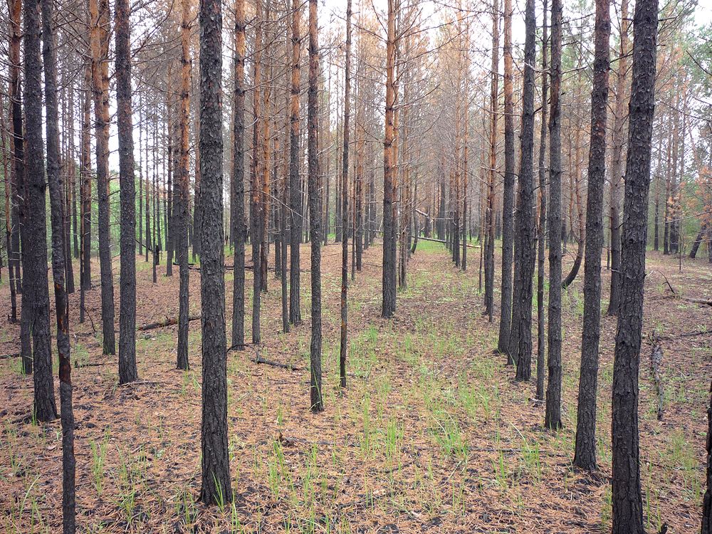 Усть-Шоноша, image of landscape/habitat.