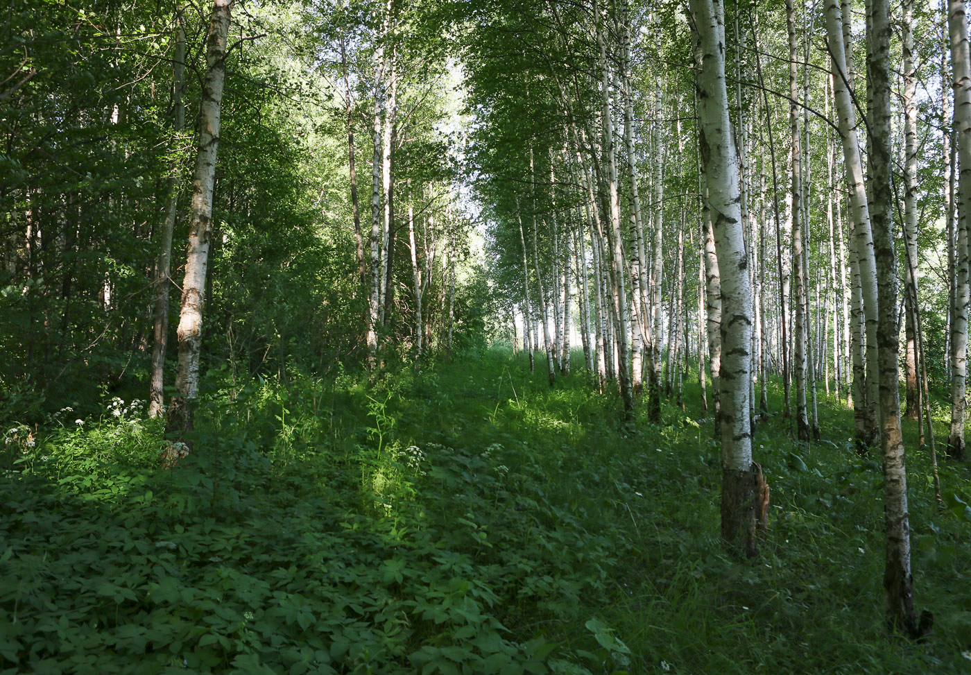 Закамск, image of landscape/habitat.