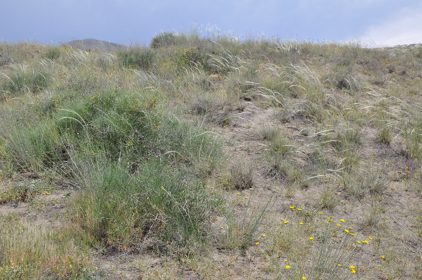 Гораванские пески, изображение ландшафта.