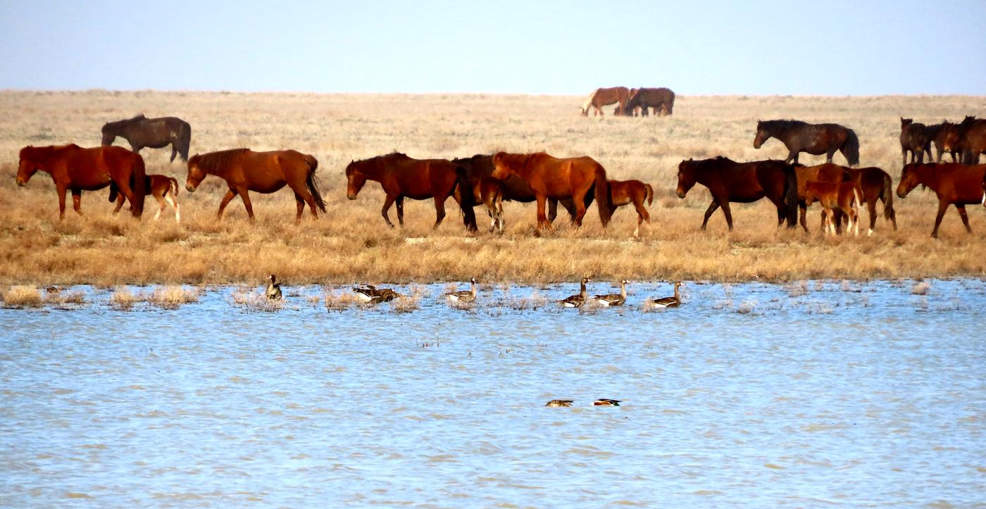 Западная Бетпак-Дала, image of landscape/habitat.