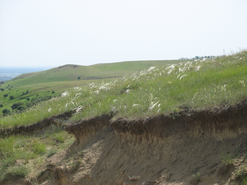 Окрестности Шишкино, image of landscape/habitat.