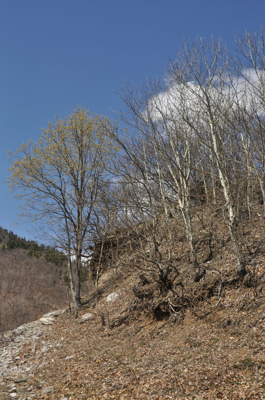 Окрестности крепости Окрос-Цихе, image of landscape/habitat.